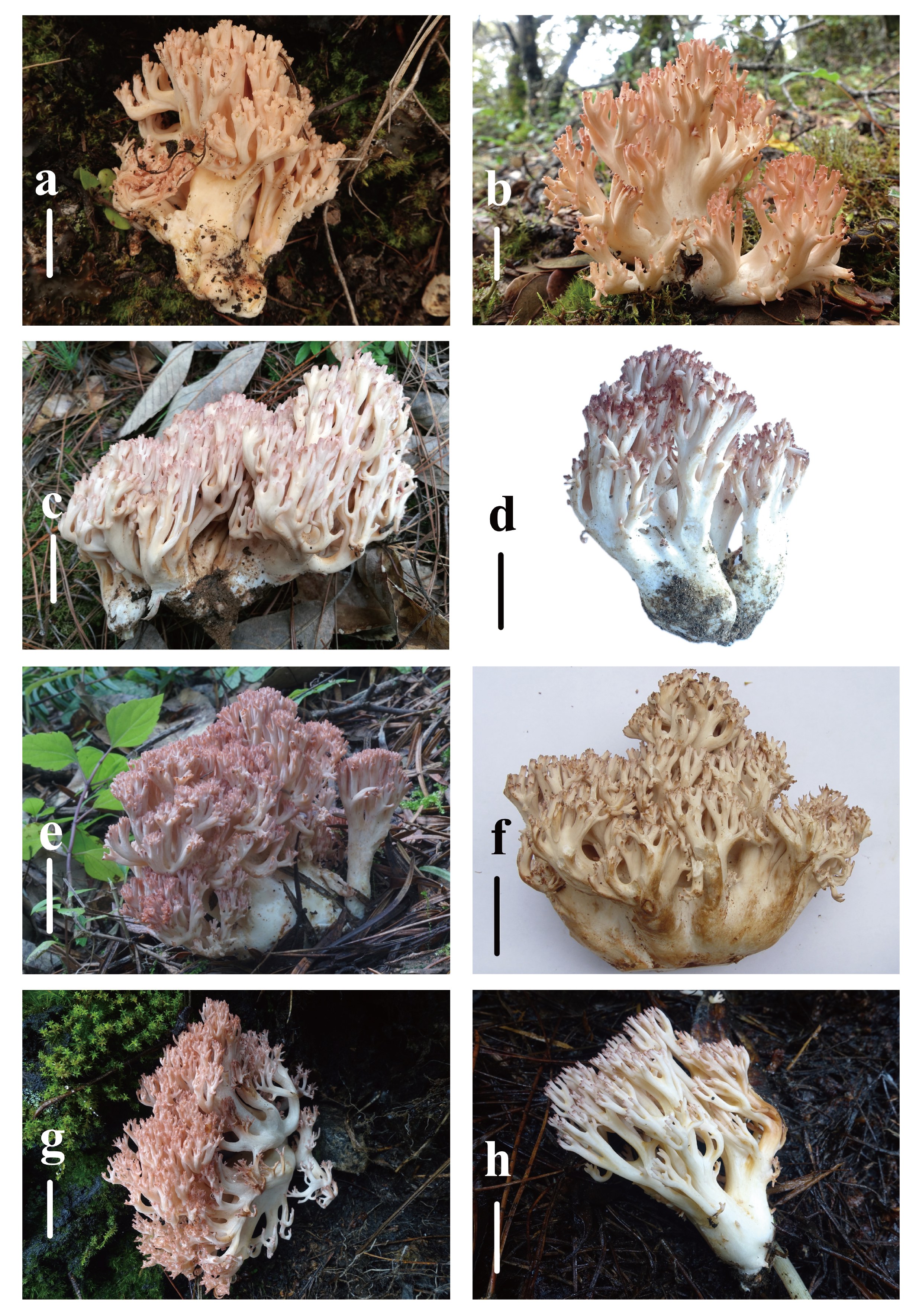Figure 20